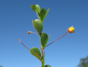 Round-leaf cassia