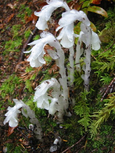 Indian Pipe