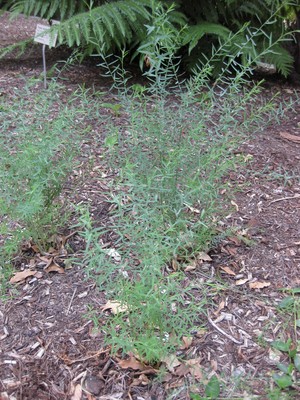 Linum marginale