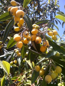 Loquat