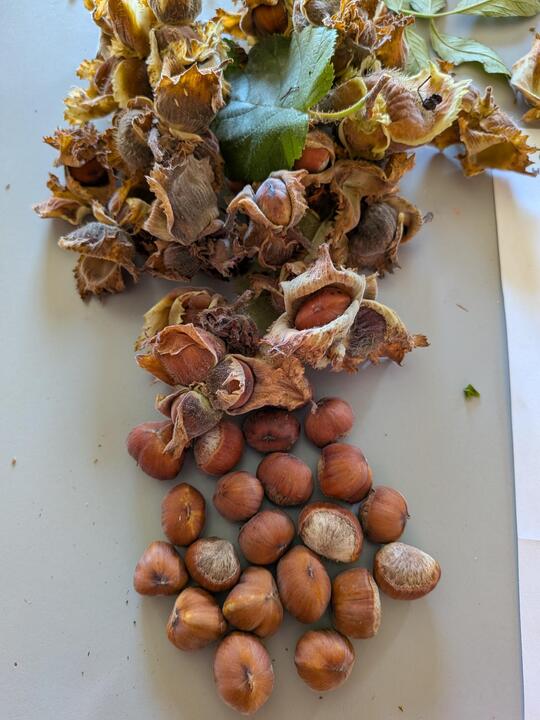 Hazelbert harvest