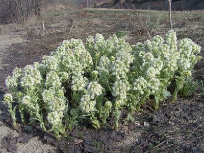 Petasites albus