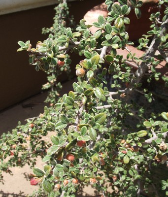 Cotoneaster glaucophyllus