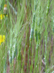 Barbed goatgrass