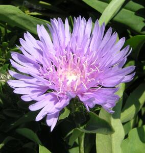 Colorwheel Stokes Aster