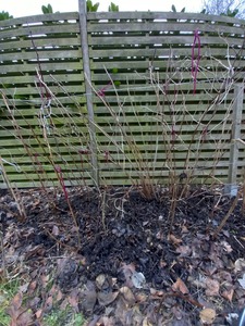 Haven't got the foggiest idea what sort of Raspberry mine is. Did I mentioned I'm not a gardener?
I just whacked almost the whole lot.
I shall see.