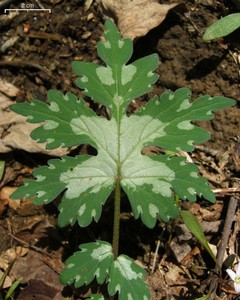 John's Cabbage