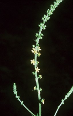 Agrimonia parviflora