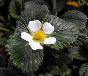 Fragaria nilgerrensis