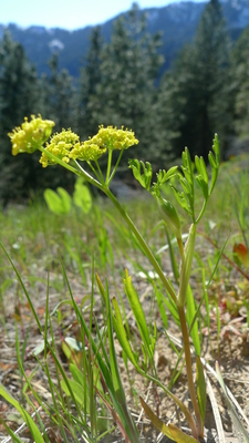 Lomatium ambiguum