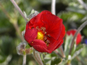 Nepal Cinquefoil