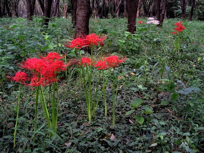 Lycoris radiata