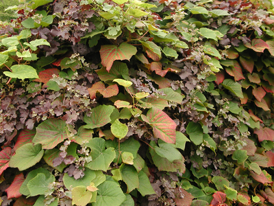 Vitis coignetiae