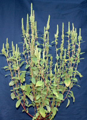 Amaranthus powellii