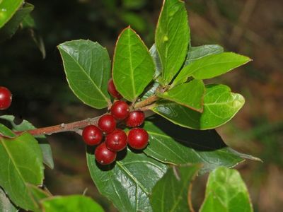 Rhamnus alaternus