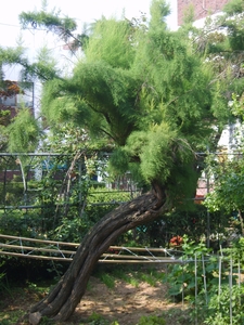 Chinese Tamarisk