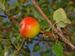 European wild pear