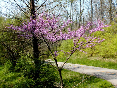 Cercis canadensis