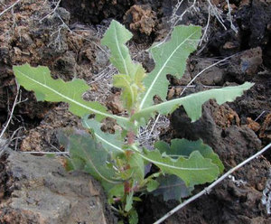 Prickly Lettuce