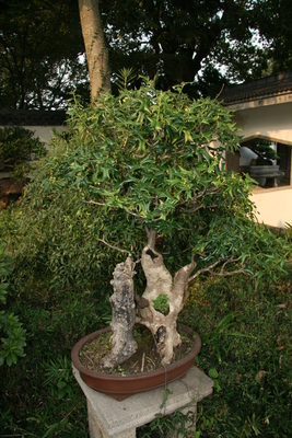 Ilex cornuta