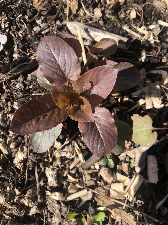 A few observations from an indecisive April. Red amaranth popping up, that was planted in spring 2023! Did realize it took so long to germinate, but that goes to show you the power of building up a seedbank. Especially for lazy gardeners such as myself.

Aside from the amaranth, the orpines were one of the first greens, pushing up through the snow. They’re naturalized around the property, likely planted by the previous owners. Their flowers are a pollinator favourite, they can handle full sun or full shade, have no issue with rich or poor soil, and are apparently edible - though on first taste they were unimpressive. It pays to observe and research what’s growing around you naturally. 
