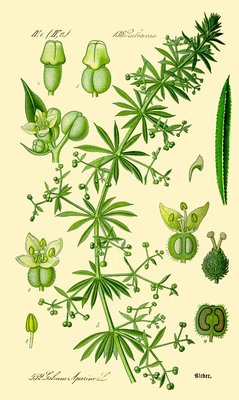 Galium aparine