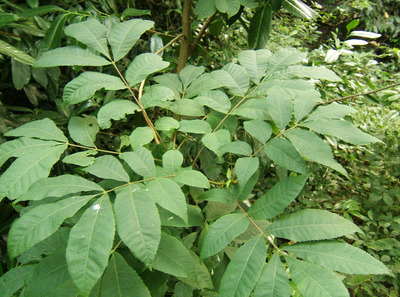 Carya cordiformis