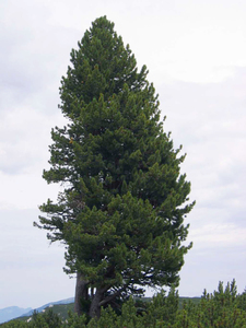 Swiss Stone Pine