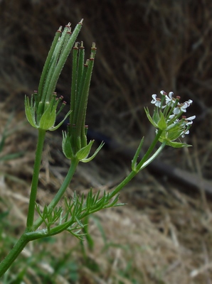 Scandix pecten-veneris