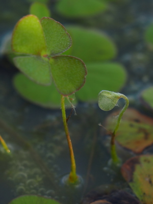 Marsilea drummondii