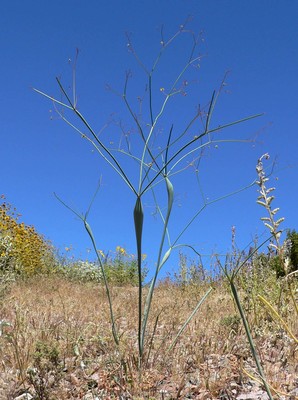 Eriogonum inflatum