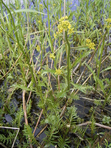 Great Yellow Cress