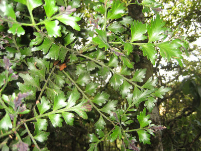 Phyllocladus trichomanoides