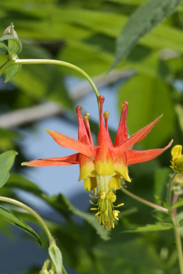 Aquilegia formosa