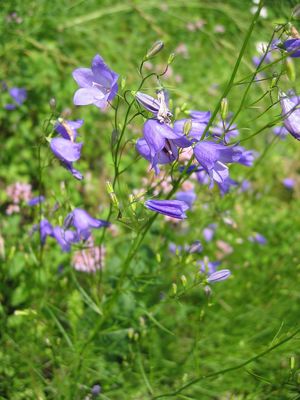 Campanula rotundifolia