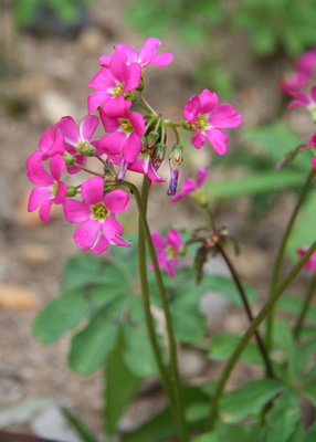 Oxalis lasiandra