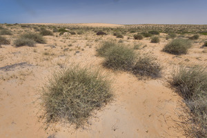 Desert Grass Turgid panic grass
