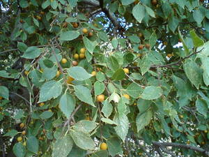 Oriental hackberry