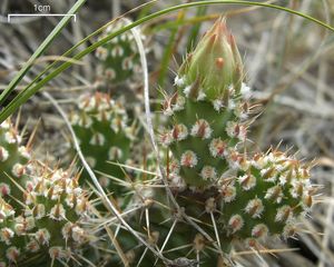 Prickly Pear