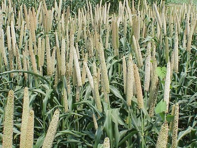 Pennisetum glaucum