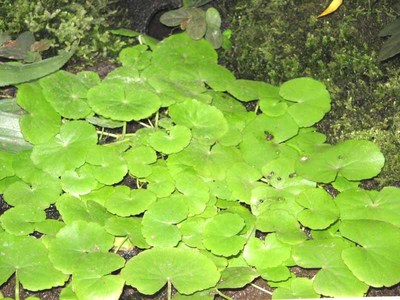 Cardamine lyrata