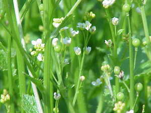 Abyssinian Kale