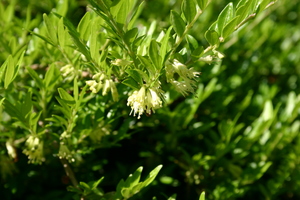 Privet honeysuckle