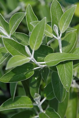 Leaves of Salvia discolor