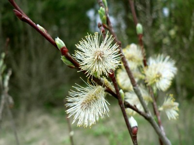 Salix acutifolia