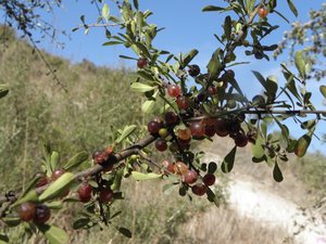 Rhamnus lycioides