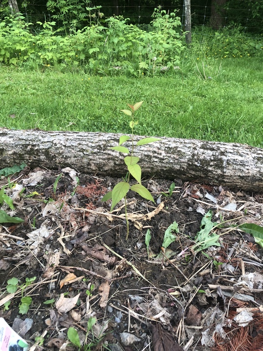 Nursery is coming along this year. 6 mystery stone fruits, started indoor — 2 in the ground.
First 5 of many more walnuts — both black and English. 
Decorative willow stakes taking off after winter kill. 

Bonus potato pot and lemongrass.