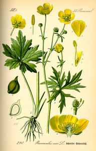 Meadow Buttercup