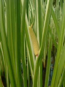 Sweet Flag - Calamus