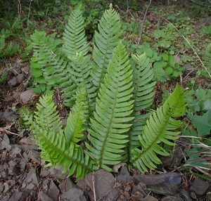 Giant Holly Fern